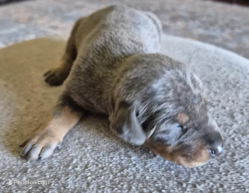 Female blue/tan  doberman pinscher  – Doberman Pinscher puppy for sale in Ozark, IL