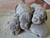 Female blue/tan  doberman pinscher , a female Doberman Pinscher for sale in Ozark, IL – Photo 2 of 2