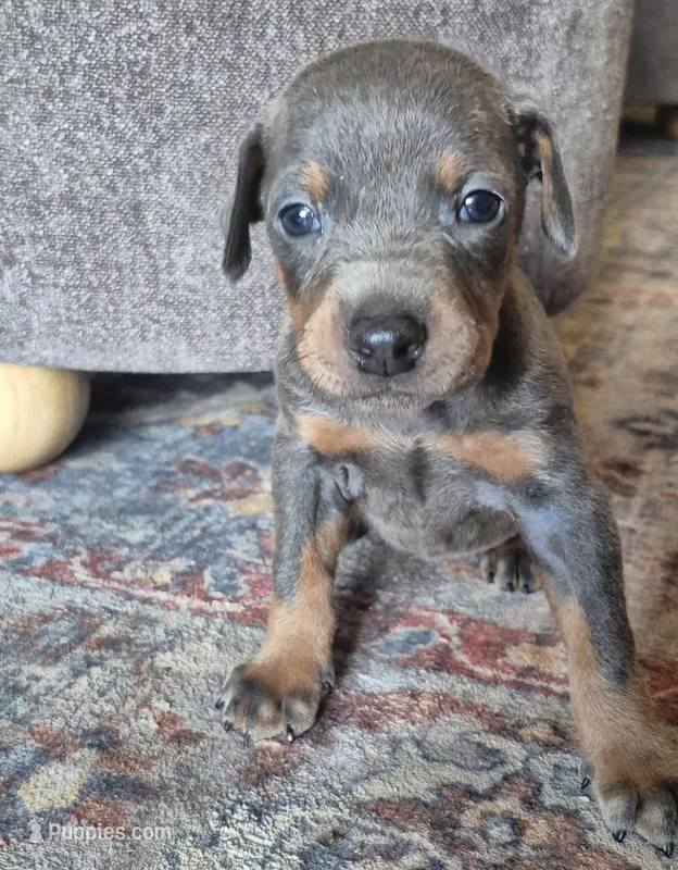 Female blue/tan  doberman pinscher  – Doberman Pinscher puppy for sale in Ozark, IL