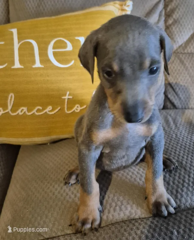 Female blue/tan  doberman pinscher  – Doberman Pinscher puppy for sale in Ozark, IL