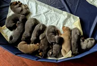 Female blue/rust  doberman pinscher , a female Doberman Pinscher for sale in Ozark, IL – 4 of 4