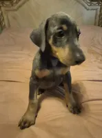 Female blue/rust doberman pinscher , a female Doberman Pinscher for sale in Ozark, IL – 2 of 4