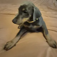 Female blue/rust  doberman pinscher , a female Doberman Pinscher for sale in Ozark, IL – 3 of 4