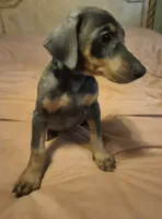 Female blue/rust doberman pinscher , a female Doberman Pinscher for sale in Ozark, IL – 3 of 4
