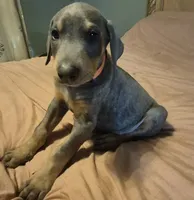 Male blue/rust, a male Doberman Pinscher for sale in Ozark, IL – 6 of 9