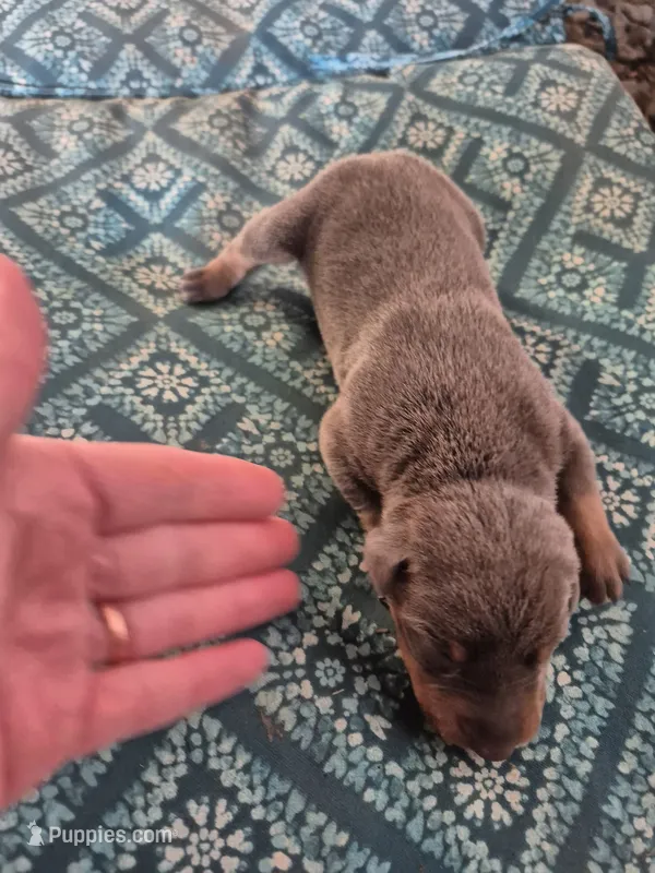 Male blue rust  – Doberman Pinscher puppy for sale in Ozark, IL