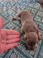Male blue rust , a male Doberman Pinscher for sale in Ozark, IL – 1 of 1