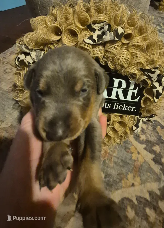 Male blue/tan  – Doberman Pinscher puppy for sale in Ozark, IL