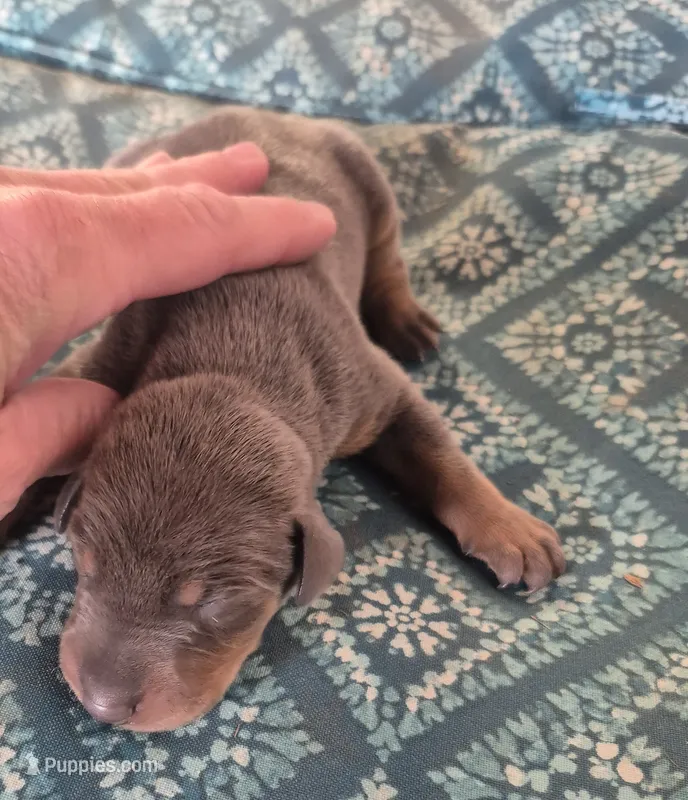Male blue rust  – Doberman Pinscher puppy for sale in Ozark, IL