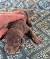 Male blue rust , a male Doberman Pinscher for sale in Ozark, IL – 1 of 1
