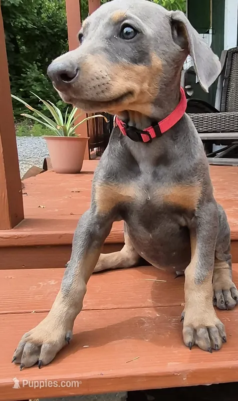 Female blue/rust doberman pinscher – Doberman Pinscher puppy for sale in Ozark, IL