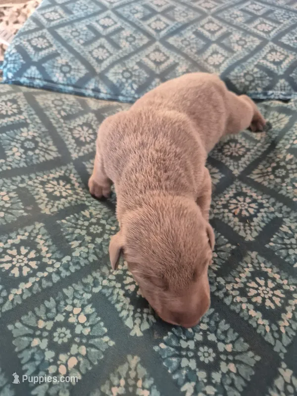 Fawn male – Doberman Pinscher puppy for sale in Ozark, IL