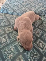 Fawn male, a male Doberman Pinscher for sale in Ozark, IL – 1 of 1