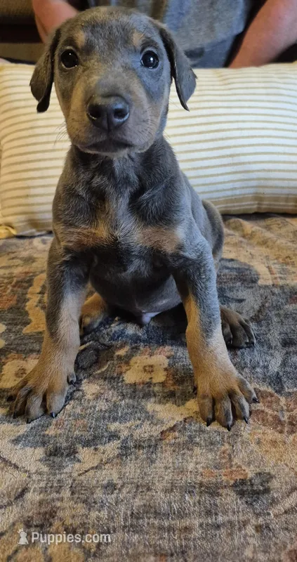 Male blue/tan doberman pinscher – Doberman Pinscher puppy for sale in Ozark, IL