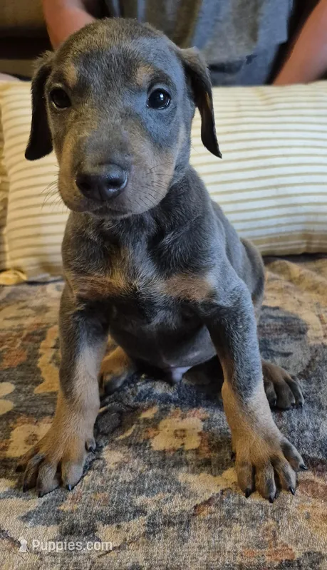 Male blue/tan doberman pinscher – Doberman Pinscher puppy for sale in Ozark, IL