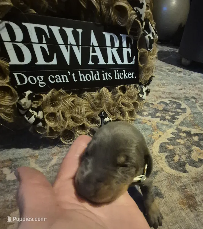 Male blue/tan doberman pinscher – Doberman Pinscher puppy for sale in Ozark, IL