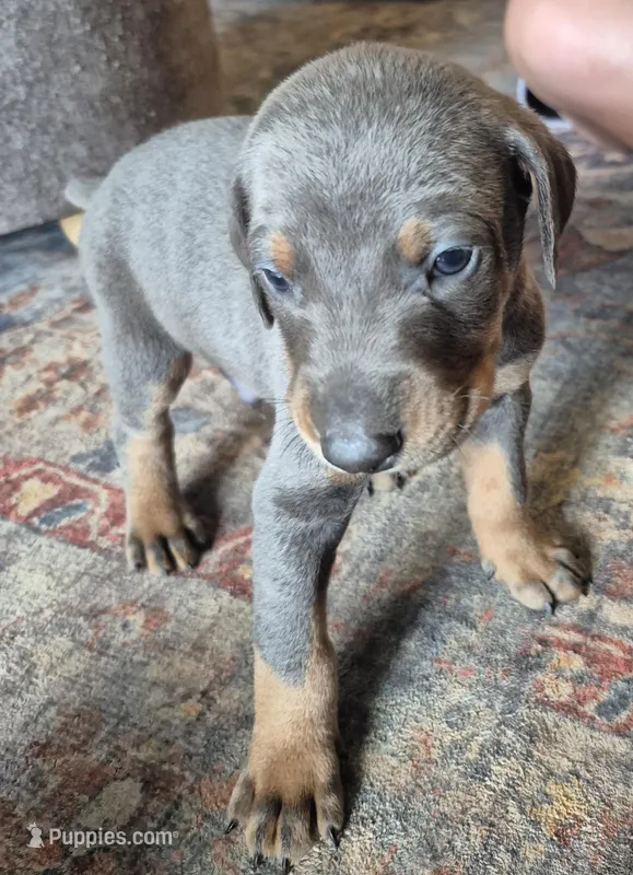Male blue/tan doberman pinscher – Doberman Pinscher puppy for sale in Ozark, IL