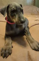 Female blue/rust  doberman pinscher, a female Doberman Pinscher for sale in Ozark, IL – 4 of 4