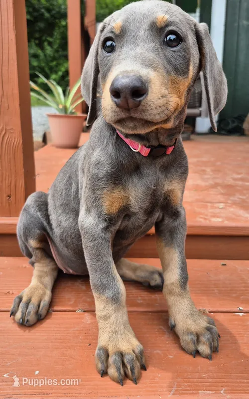 Female blue/rust  doberman pinscher – Doberman Pinscher puppy for sale in Ozark, IL
