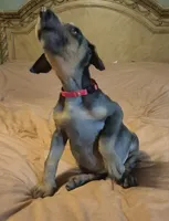 Female blue/rust  doberman pinscher, a female Doberman Pinscher for sale in Ozark, IL – 2 of 4