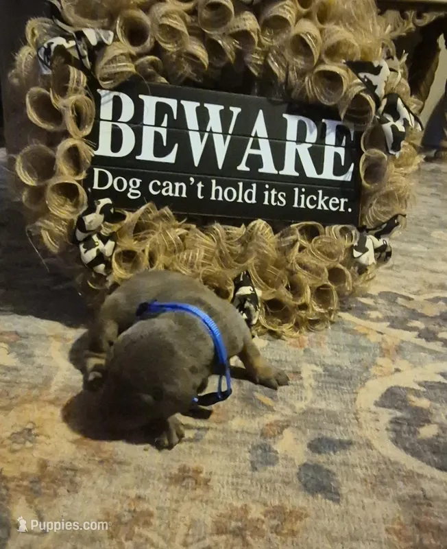 Male blue/tan doberman pinscher – Doberman Pinscher puppy for sale in Ozark, IL