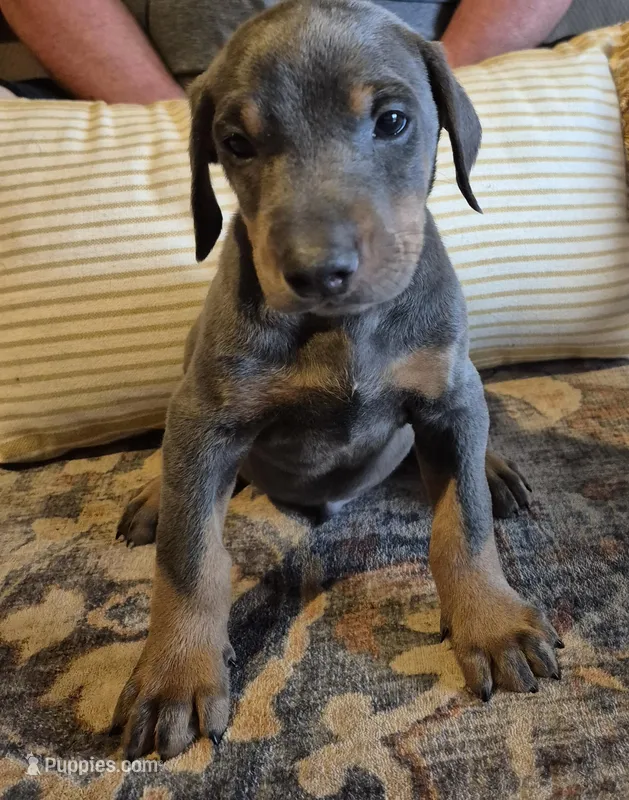 Male blue/tan doberman pinscher – Doberman Pinscher puppy for sale in Ozark, IL