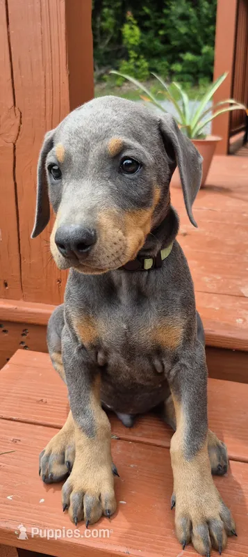 Male blue/rust doberman pinscher – Doberman Pinscher puppy for sale in Ozark, IL