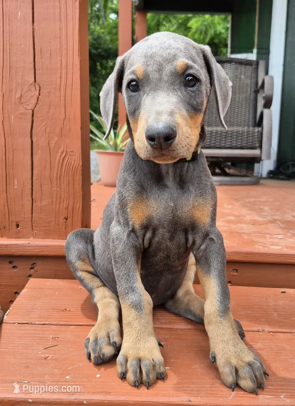 Male blue/rust doberman pinscher – Doberman Pinscher puppy for sale in Ozark, IL