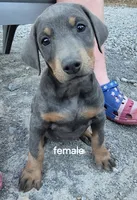 Female blue/rust doberman pinscher, a female Doberman Pinscher for sale in Ozark, IL – 5 of 5