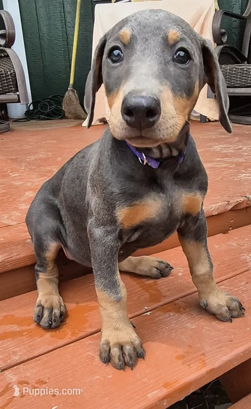 Female blue/rust doberman pinscher  – Doberman Pinscher puppy for sale in Ozark, IL
