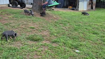 Male blue/rust doberman, a male Doberman Pinscher for sale in Ozark, IL – 3 of 4