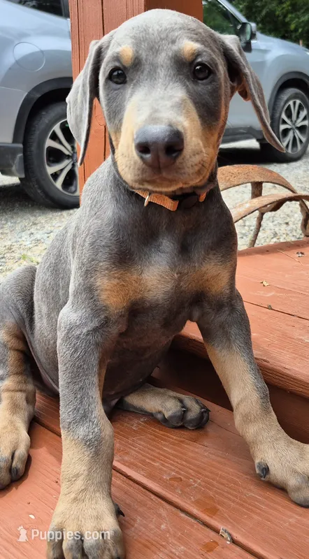 Male blue/rust – Doberman Pinscher puppy for sale in Ozark, IL