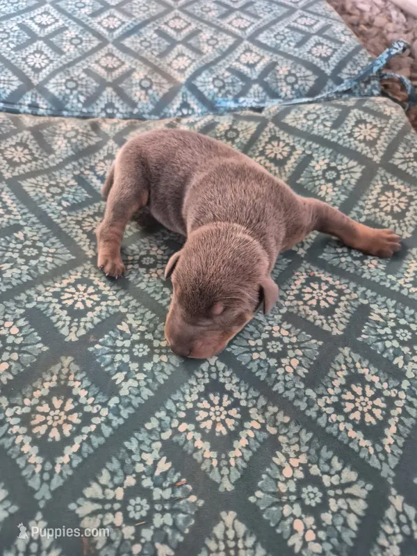 Female blue rust – Doberman Pinscher puppy for sale in Ozark, IL