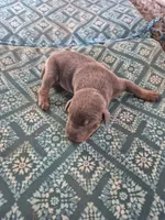 Female blue rust, a female Doberman Pinscher for sale in Ozark, IL – 1 of 1
