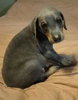 Female blue/rust  doberman pinscher , a female Doberman Pinscher for sale in Ozark, IL – 4 of 6