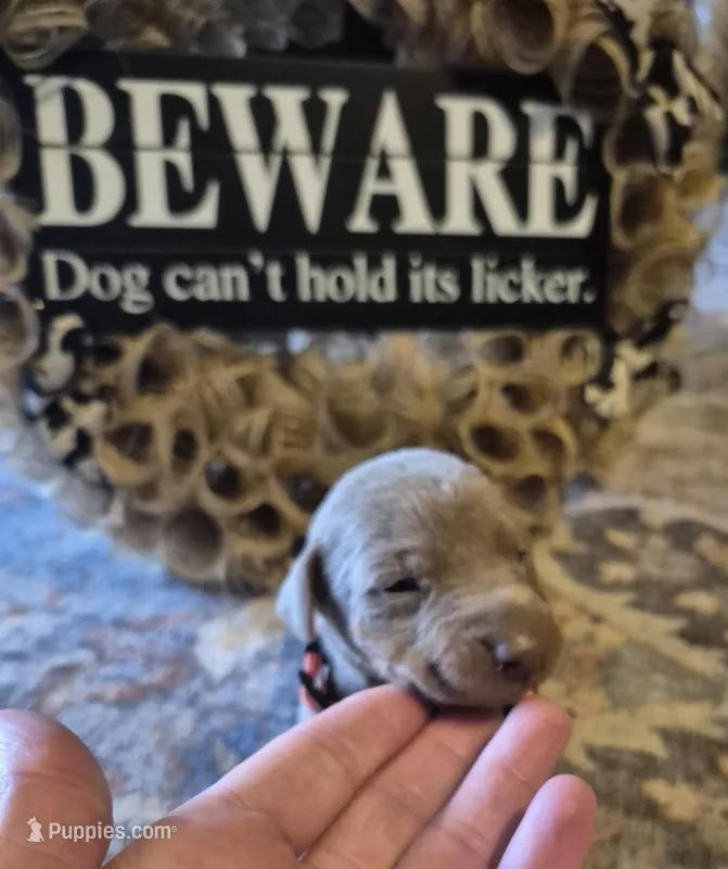 Female Isabella doberman pinscher  – Doberman Pinscher puppy for sale in Ozark, IL