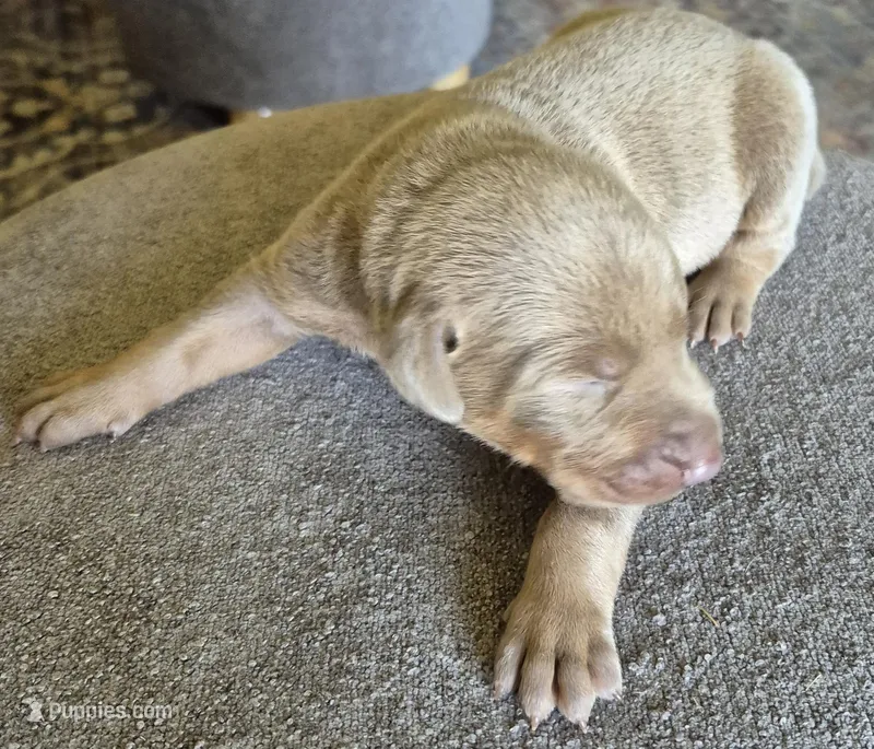 Female Isabella doberman pinscher  – Doberman Pinscher puppy for sale in Ozark, IL