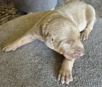 Female Isabella doberman pinscher , a female Doberman Pinscher for sale in Ozark, IL – Photo 1 of 2