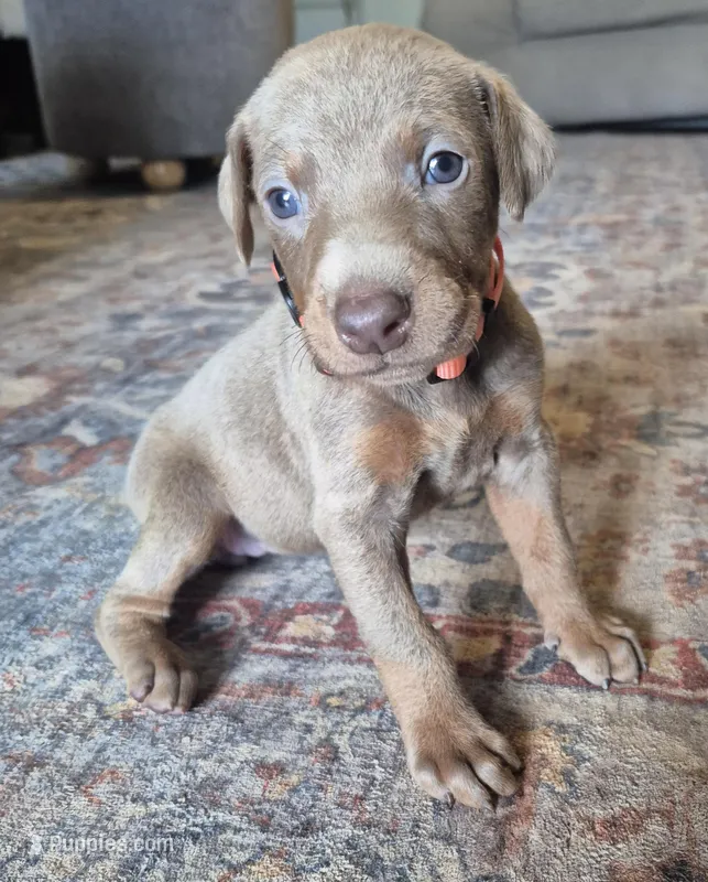 Female Isabella doberman pinscher  – Doberman Pinscher puppy for sale in Ozark, IL