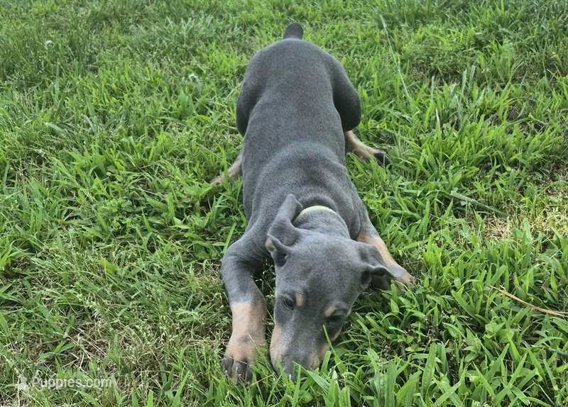 Female blue/rust  doberman pinscher  – Doberman Pinscher puppy for sale in Ozark, IL