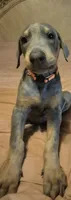 Male blue/rust, a male Doberman Pinscher for sale in Ozark, IL – 3 of 9