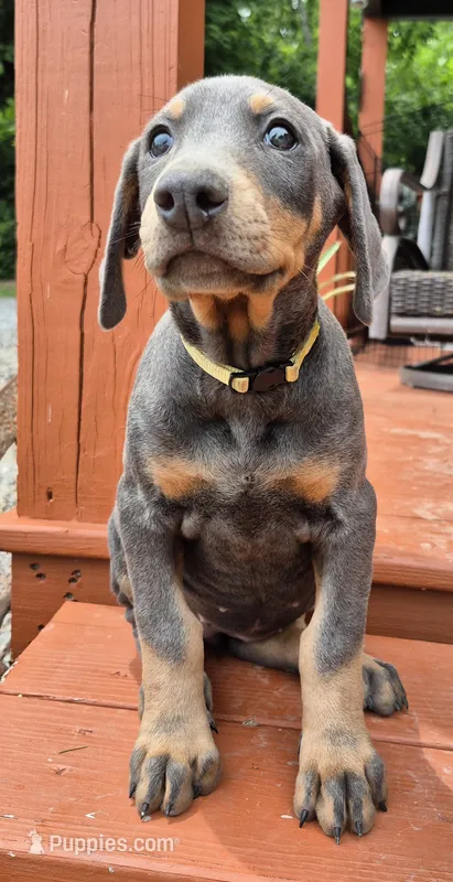Female blue/rust  doberman pinscher  – Doberman Pinscher puppy for sale in Ozark, IL