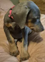 Female blue/rust doberman pinscher, a female Doberman Pinscher for sale in Ozark, IL – 4 of 5