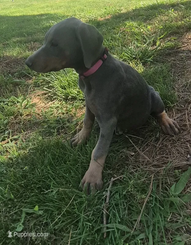 Female blue/rust doberman pinscher – Doberman Pinscher puppy for sale in Ozark, IL