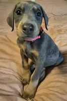 Female blue/rust doberman pinscher, a female Doberman Pinscher for sale in Ozark, IL – 2 of 5