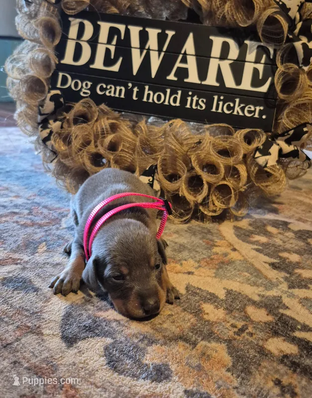 Female blue/tan  doberman pinscher  – Doberman Pinscher puppy for sale in Ozark, IL
