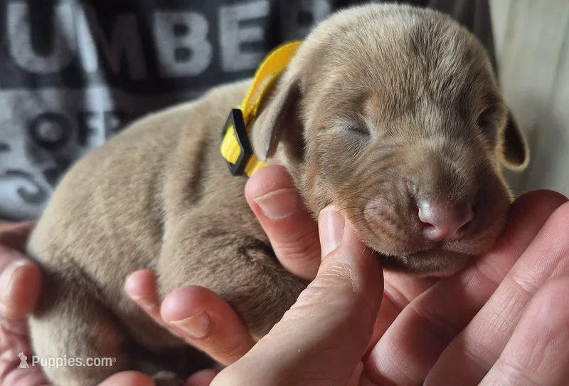Fawn male – Doberman Pinscher puppy for sale in Ozark, IL