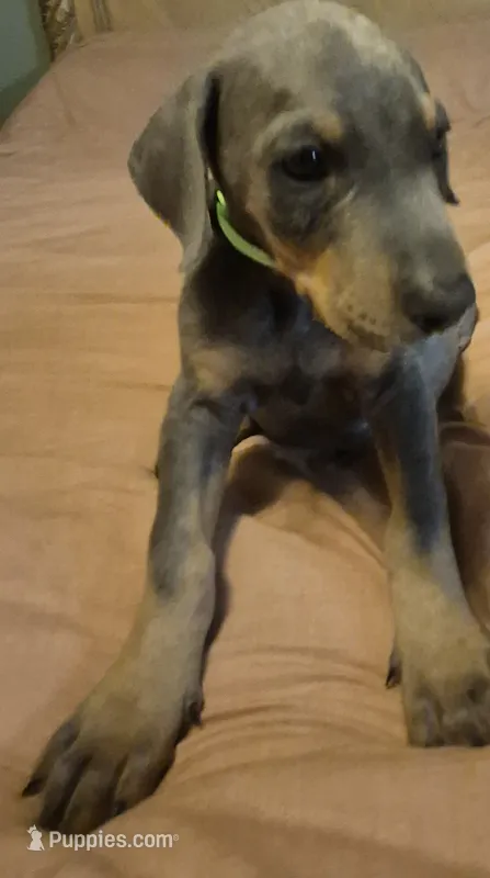 Male blue/tan doberman pinscher – Doberman Pinscher puppy for sale in Ozark, IL