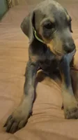Male blue/rust doberman pinscher, a male Doberman Pinscher for sale in Ozark, IL – 1 of 5