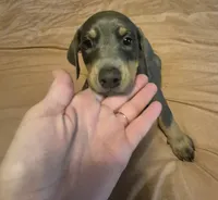 Female blue/rust  doberman pinscher , a female Doberman Pinscher for sale in Ozark, IL – 2 of 4
